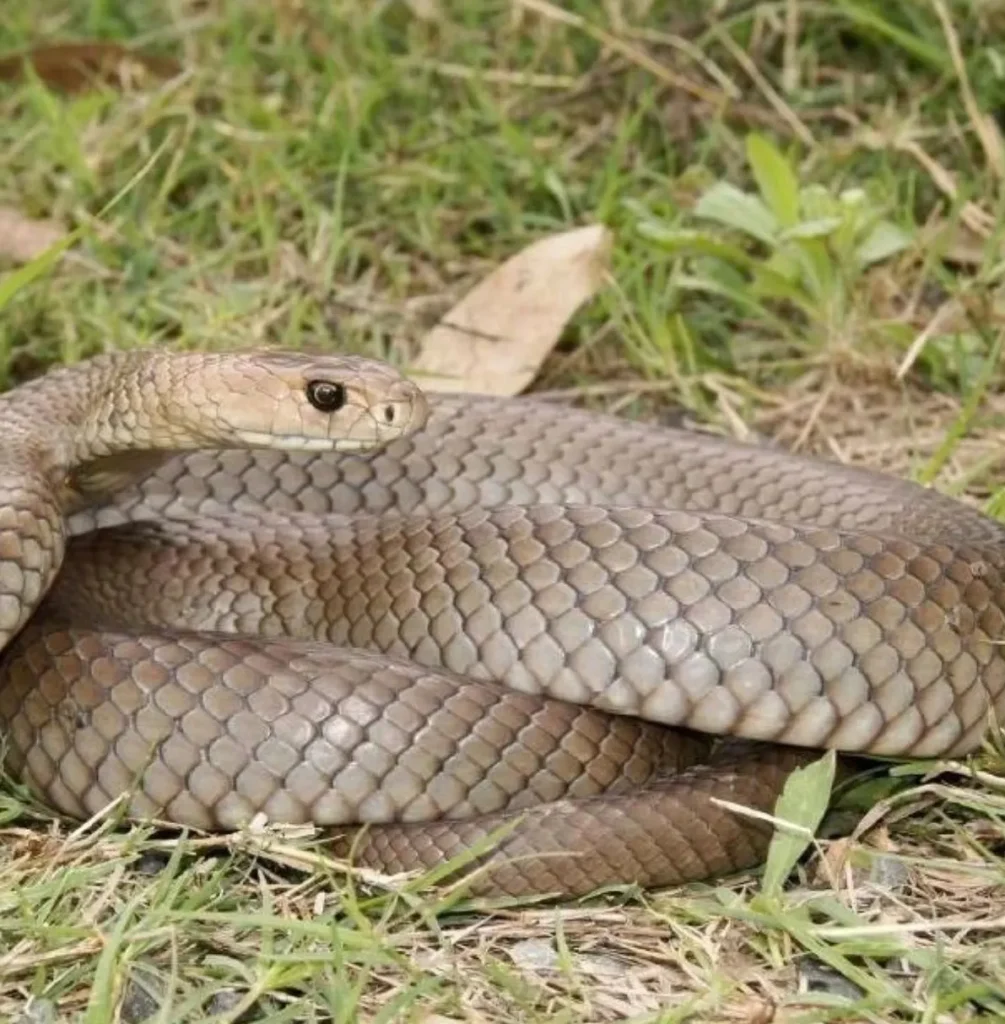 Eastern Brown Snakes