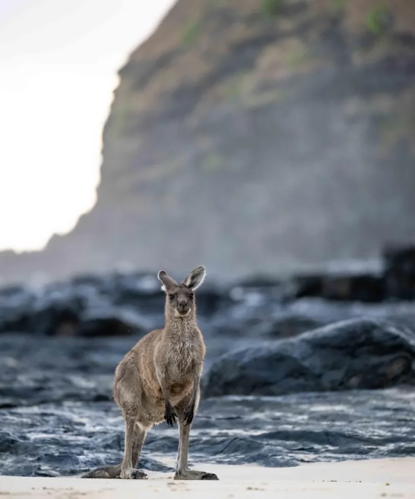 Grey Kangaroos