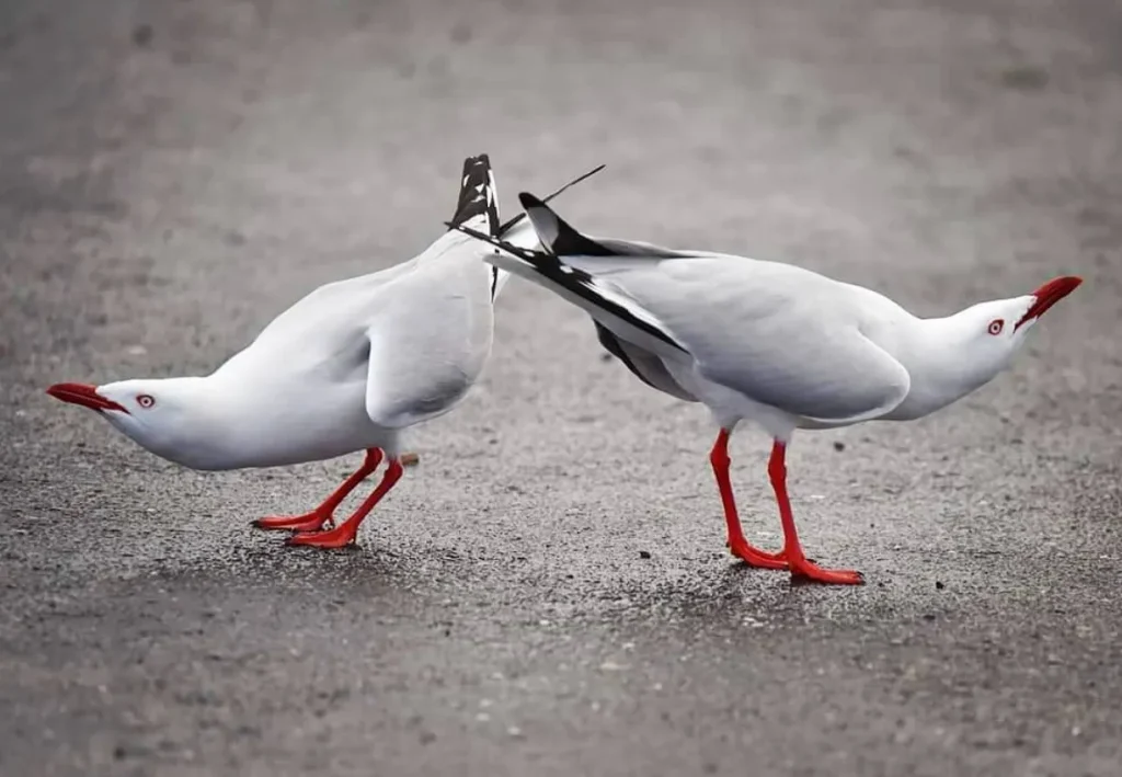 Silver Gulls