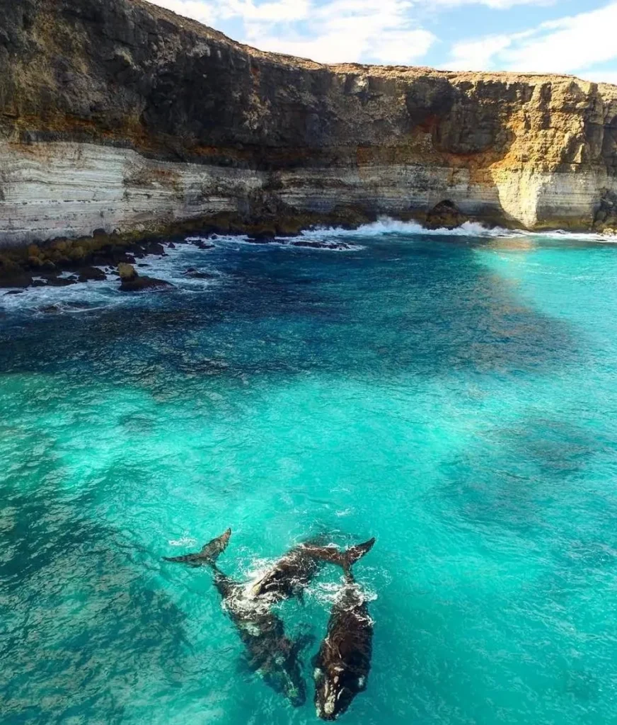 Southern Right Whales