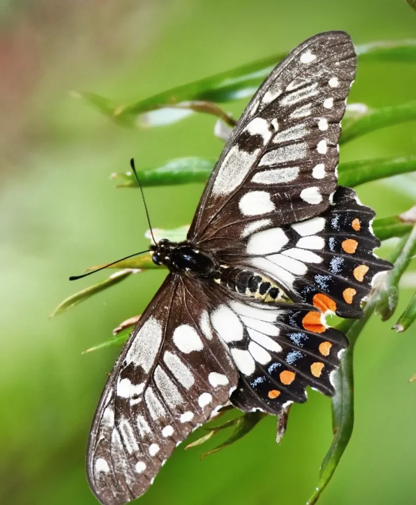 Swallowtail Butterflies