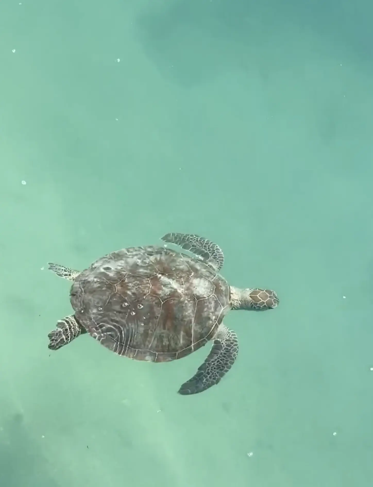 Dugongs and Turtles in Shark Bay