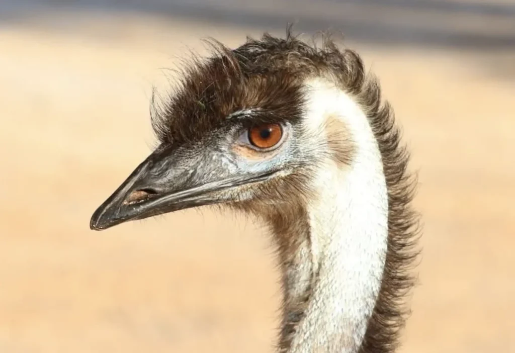 WA Shark Bay Wildlife