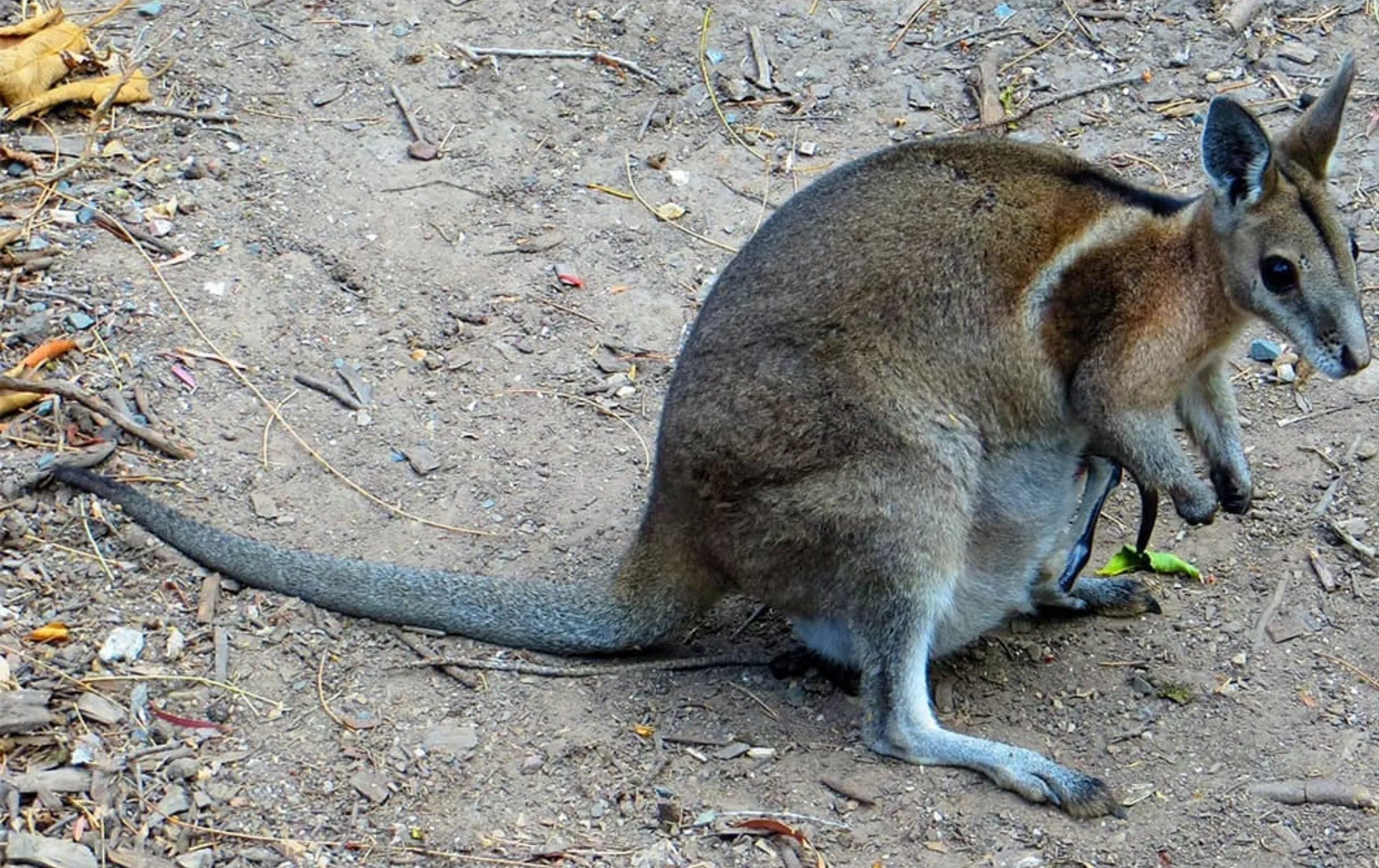 Crescent Nail-tail Wallaby