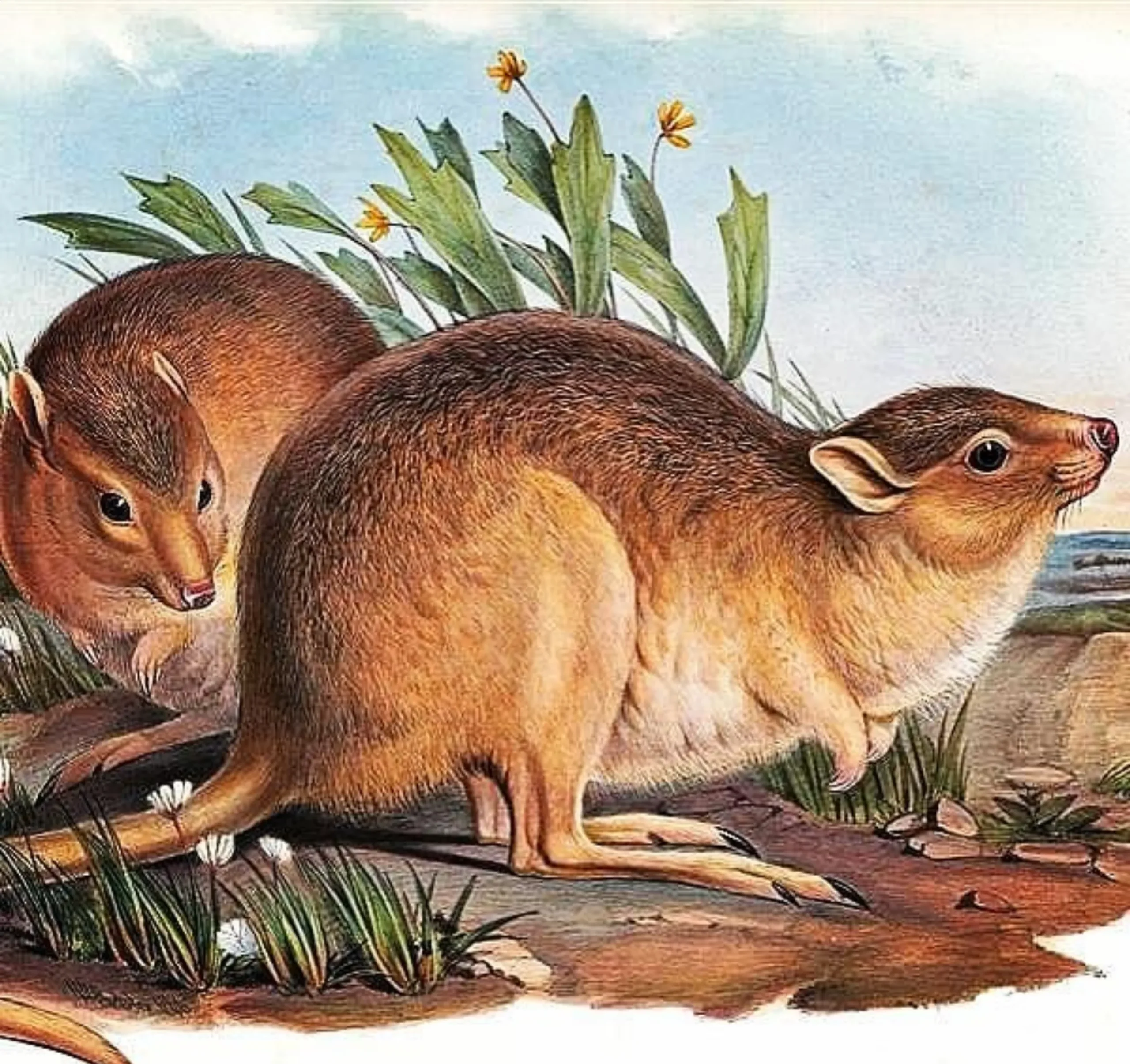 Desert Rat-kangaroo