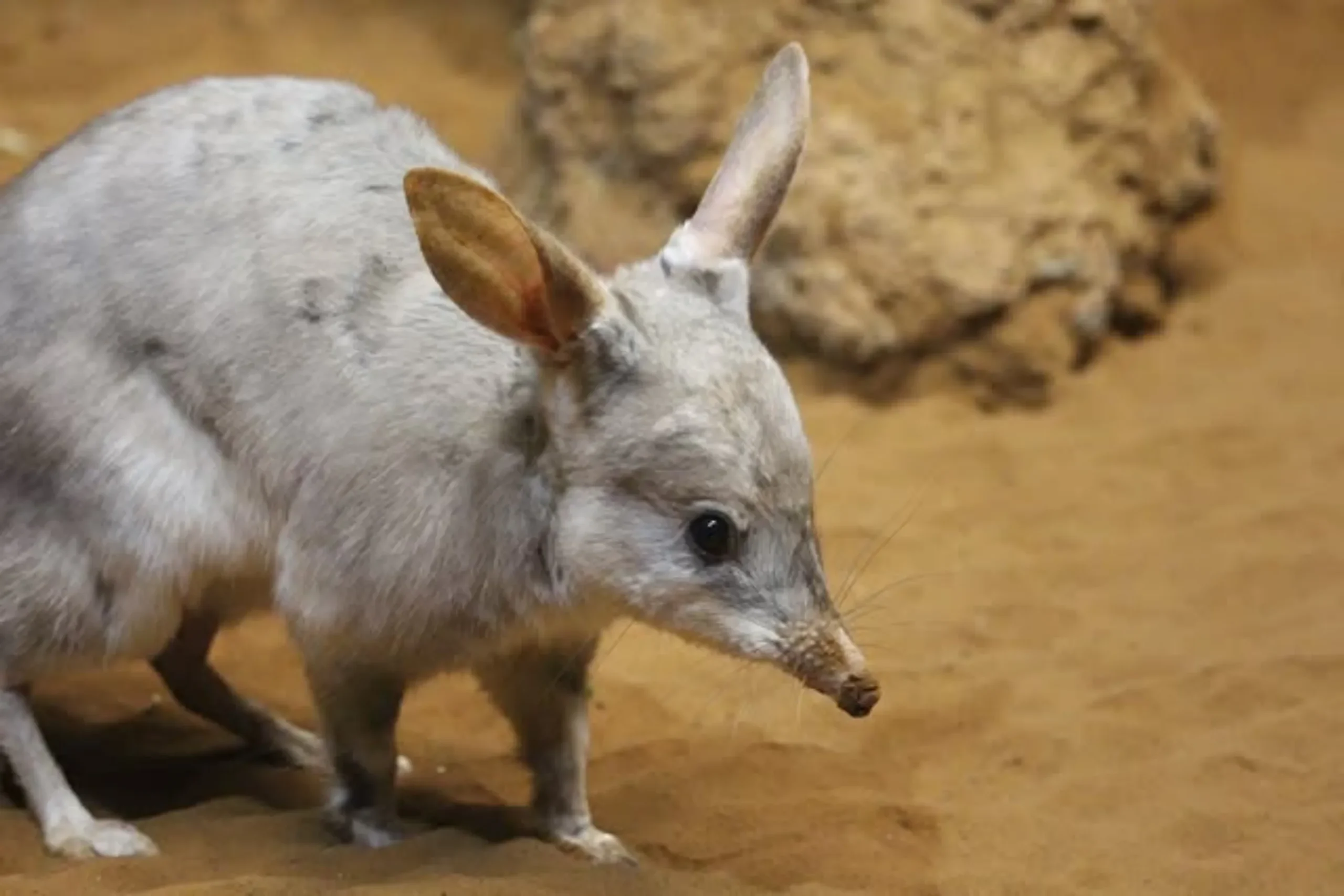 Lesser Bilby