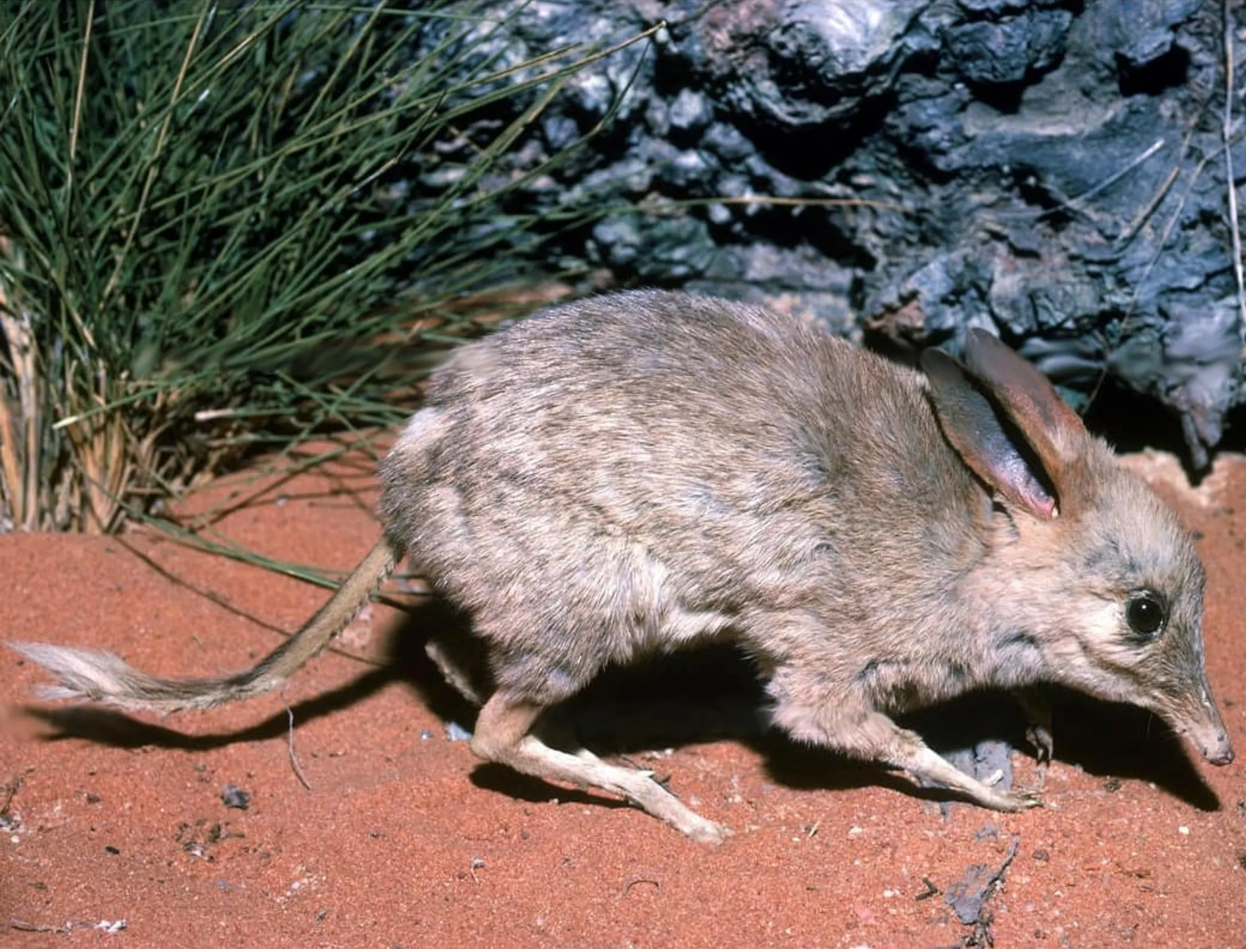 Pig-footed Bandicoot